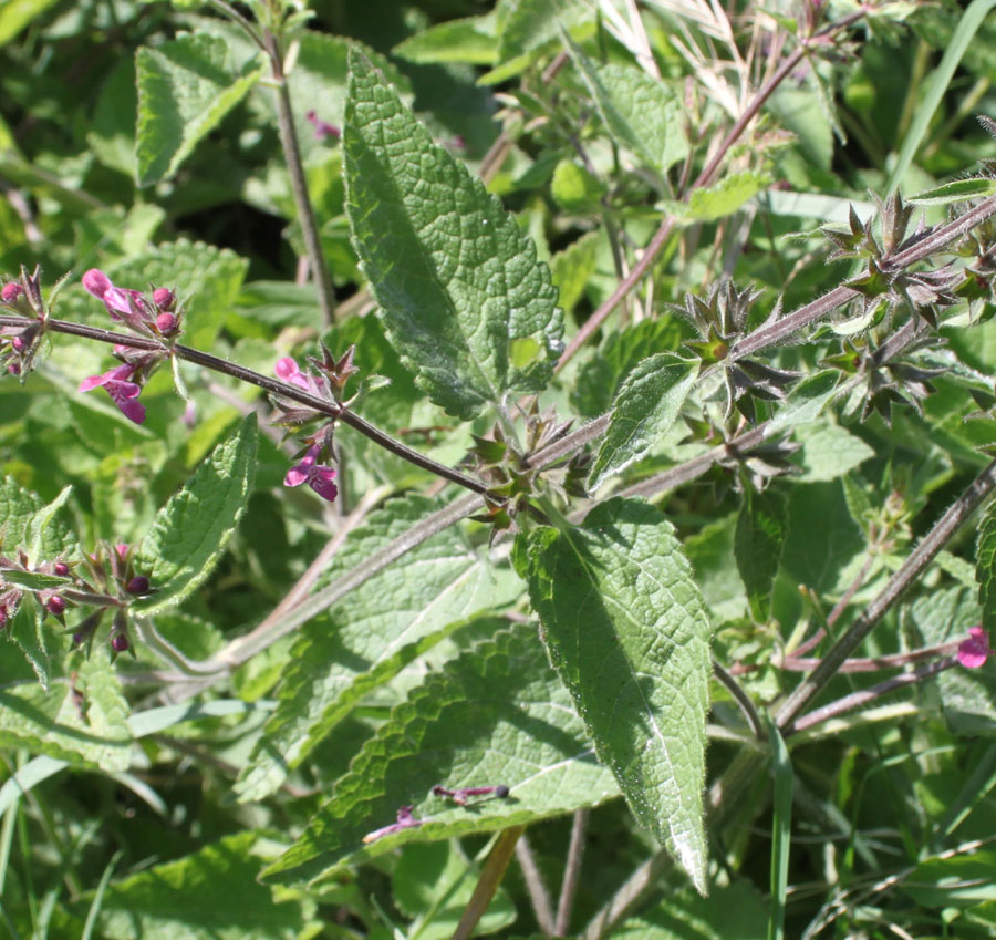 Stachys sylvatica